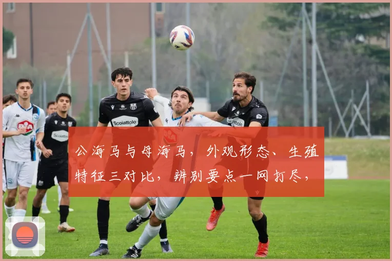 公海马与母海马，外观形态、生殖特征三对比，辨别要点一网打尽，轻松识别